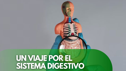 Tu Colon: Un Viaje por el Sistema Digestivo