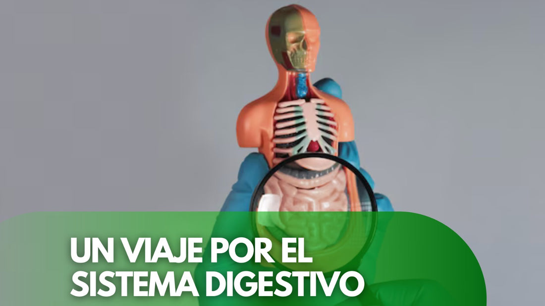 Tu Colon: Un Viaje por el Sistema Digestivo